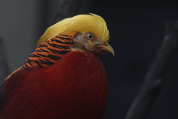 Close up Chinese Golden Pheasant bird , Colorful Body Plumage with Golden Crest