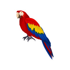 Obraz premium Detailed vector icon of long-tailed macaws ara . Exotic bird with red, blue and yellow feathers. Element for advertising of pet store