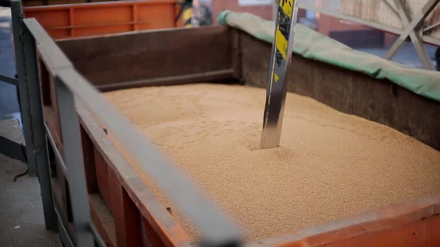 Probe tester plunges into the truck trailer to collect wheat for quality analysis. Automatic control system, testing machine at mill, bakery, bread factory or grain elevator terminal.