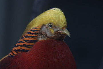 close up of a  golden pheasant