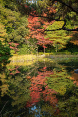 京都平安神宮の紅葉