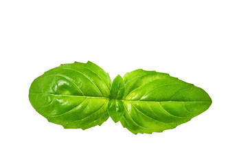 Fresh basil leaf isolated on white background