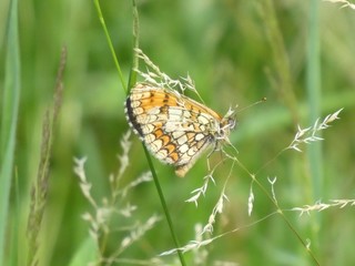 small brown orange butterfly