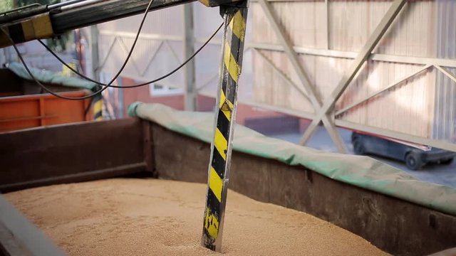 Probe tester plunges into the truck trailer to collect wheat for quality analysis. Automatic control system, testing machine at mill, bakery, bread factory or grain elevator terminal.