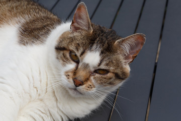 Gros plan sur la tête d'un chat tigré couché sur une table de jardin