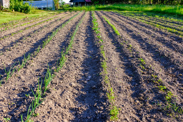 Fototapeta na wymiar View of the plowed land. Furrows from the plow. Agriculture Preparing for planting