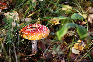 Mushroom fly agaric in the forest