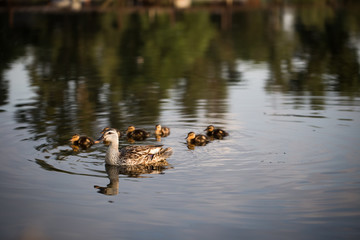 Duck with small offspring floating in the pond. Little beautiful ducklings.