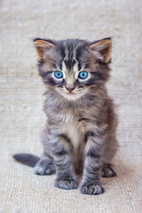 Fototapeta na wymiar Little striped kitten with blue eyes on a neutral, homogeneous background of rough fabric_