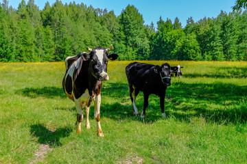 Holstein cows cattle in the meadow