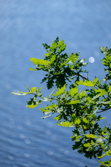 sparkling natural round flares reflections in water with green tree leaves in foreground