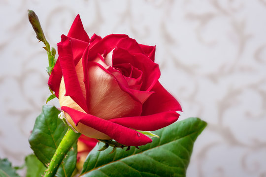 Red rose in the room on a blurry background, Congratulations on the holiday. Happy Birthday_