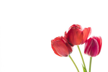 Tulip flowers on white background with space for your text.