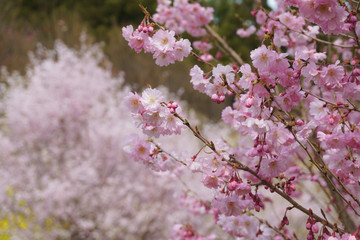 Obraz premium 花見山公園 hanamiyama park