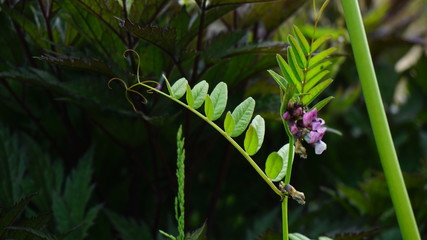 Obraz premium wild pea