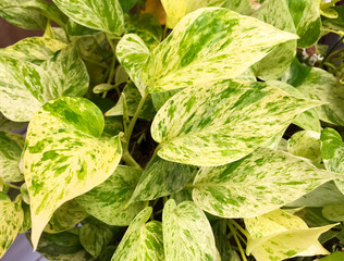The leaf of  Golden pothos , this is green leaf detail of garden tree
