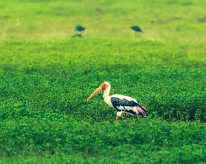 Stork in Bundala national park. Sri lanka