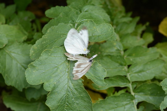 Pieris melete