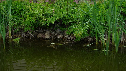 Fototapeta na wymiar overgrown pond