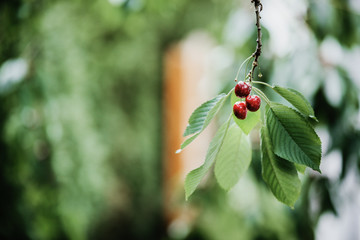 Red ripe cherries hanging on the cherry tree ready to be picked. Cherry harvest from the garden. Growing and preserving own fruits. Horizontal shot, copy space.