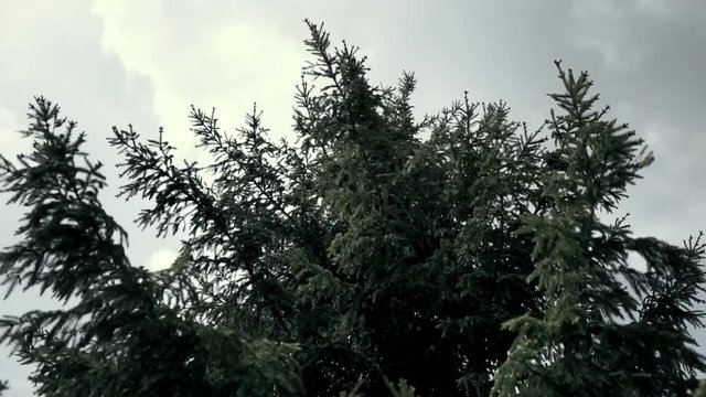 moss on a tree