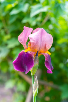 Purple and white Bearded Iris (Iris Germanica).