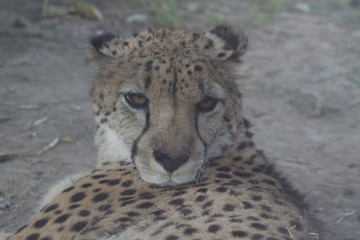 cheetah on the ground