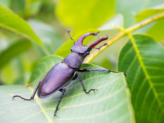 Hirschkäfer Lucanus cervus auf einem Nussbaum