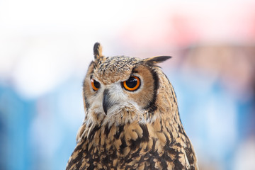 Close-up owl