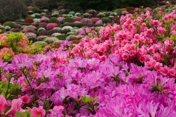 つつじ 御船山楽園