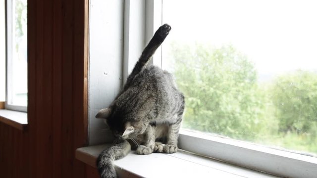 Cat Grooming Itself