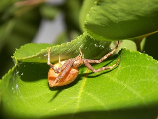 spider in leaves
