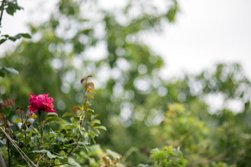 Red rose flower in the garden with green leaf. The calm image.