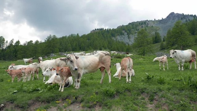 Cattle cow calf herd grazing on pasture in the Italian Alps