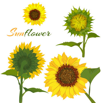 Beautiful botanical art illustration with set sunflower isolated on white background for print decorative design, wedding invitation card. Colorful summer sketch, watercolor style.