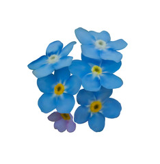 Blue forget me not spring flowers isolated on white background. Photo realism macro. Decorative element for your design.