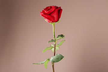 Beautiful red rose on color background