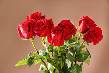 Beautiful red roses on color background