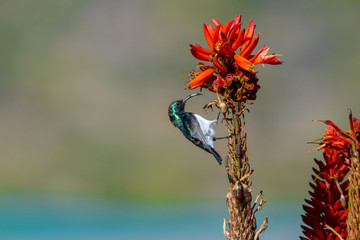 Aloe Flower with a Sun-bird on a blurred background