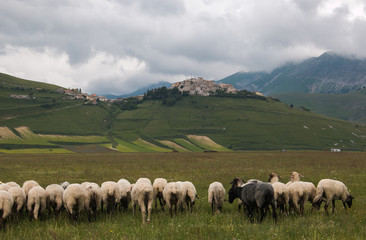 Gregge di pecore nel Pian Grande a Castelluccio di Norcia