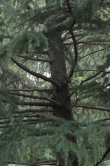 Pine Tree in Fall Season 