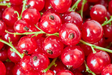 Close up picture of ripe juicy red currant berries, shallow depth of field.