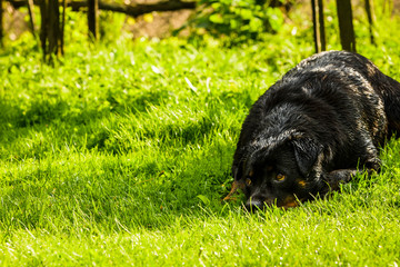 My dog - rottweiler