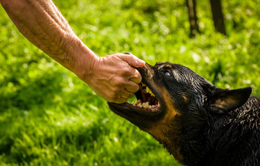 Awesome dog - rottweiler