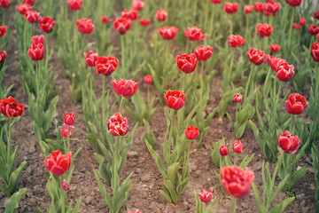 Beautiful tulips in a city flowerbed. Bright red tulips. Many flowering plants texture.