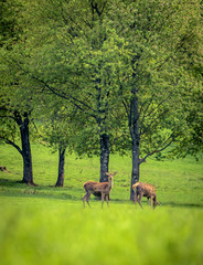 Wildlife in our country