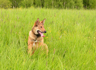 The red dog is sitting on a meadow in the grasses and flowers. The happy pet with their tongues hanging out in a outdoor.