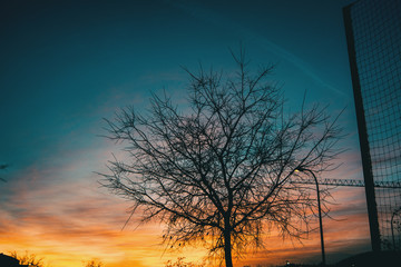 Naklejka premium Orange and blue colors of a sunset with the silhouette of leaves and trees without leaves