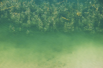 Algae visible under the water of the lake, Water texture and background