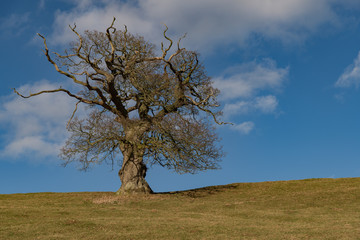 Lone tree on horizon